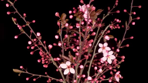 Rosa Blommor Blommar Grenarna Körsbärsträdet Mörk Bakgrund Tidsförlopp — Stockvideo