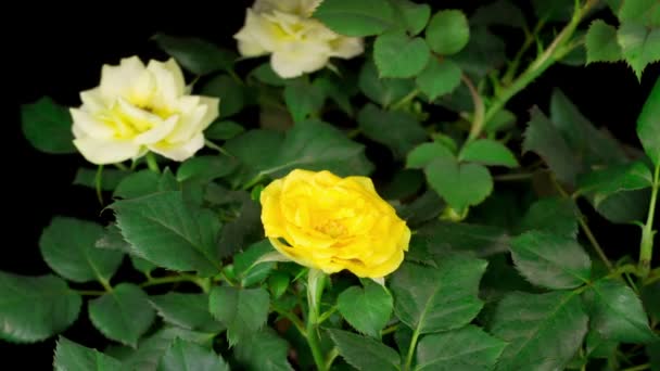 Mooie Tijd Verstrijken Van Het Openen Van Gele Roos Bloem — Stockvideo