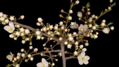 Vahşi Erik Ağacı 'nın dallarında beyaz çiçekler açar. Karanlık Arkaplan. Zaman Uygulaması.