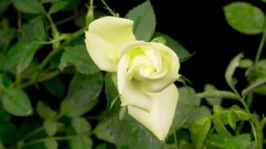 Siyah Arkaplanda Beyaz Gül Çiçeği Açmanın Güzel Zaman Süreleri. 