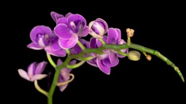 Kara Arkaplan 'da çiçek açan mor orkide falaenopsis çiçeği. Zaman aşımı. Negatif Alan.
