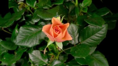 Siyah Arkaplanda Portakal Gülü Açmanın Güzel Zaman Süreleri.