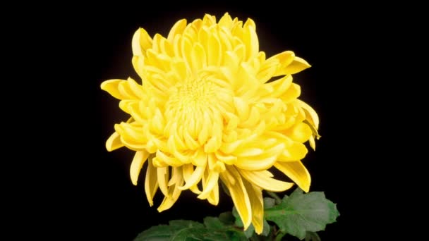 Lasso Tempo Bella Giallo Crisantemo Fiore Apertura Uno Sfondo Nero — Video Stock