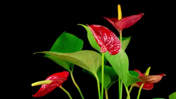 Beautiful Time Lapse Opening Red Anthurium Flower Black Background — Stock Video