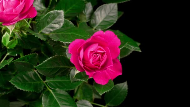 Hermoso Lapso Tiempo Apertura Rosa Flor Sobre Fondo Negro — Vídeo de stock