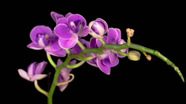 Bloeiende Paarse Orchidee Phalaenopsis Bloem Zwarte Achtergrond Tijd Verstrijken Negatieve — Stockvideo