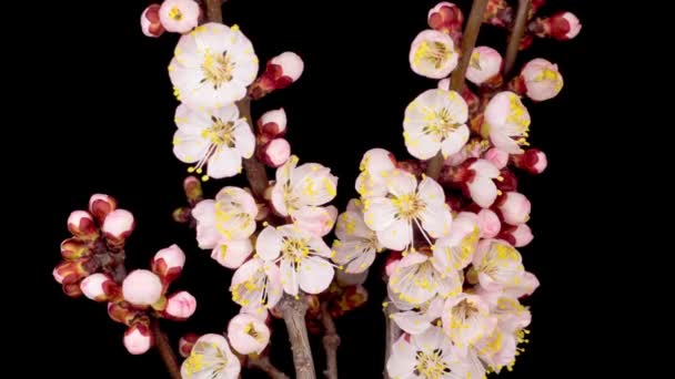 Flores Brancas Flores Nos Ramos Árvore Damasco Fundo Escuro Tempo — Vídeo de Stock