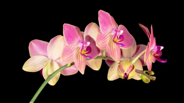 Flor Roja Floreciente Phalaenopsis Orquídea Sobre Fondo Negro Time Lapse — Vídeos de Stock