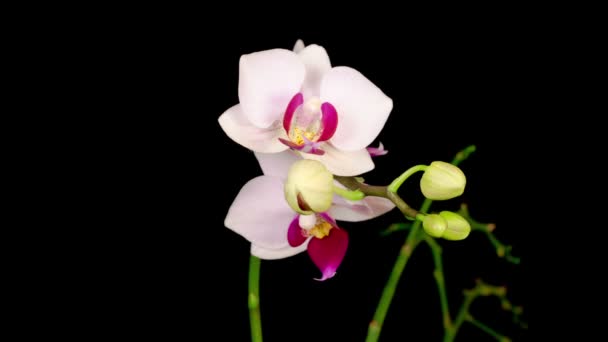 Flor Branca Florescendo Phalaenopsis Orchid Fundo Preto Time Lapse Espaço — Vídeo de Stock