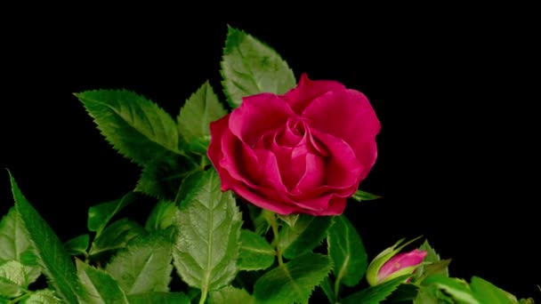 Hermoso Lapso Tiempo Crecimiento Marchita Flor Rosa Roja Sobre Fondo — Vídeos de Stock