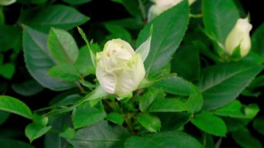 Büyümenin Güzel Zaman Süreleri Siyah Arkaplanda Beyaz Gül Çiçeği.