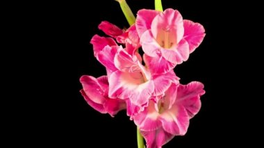 Siyah Arkaplanda Pembe Gladiolus Çiçeğinin Güzel Zaman Süreleri.