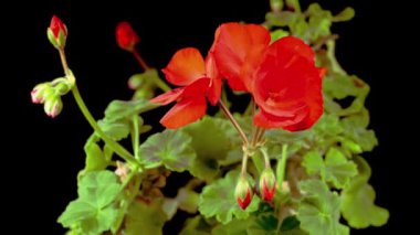 Çiçekli Kırmızı Geranium 'un Güzel Zaman Hızı. Siyah Arkaplan.