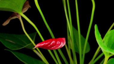 Siyah Arkaplanda Kırmızı Andoryum Çiçeği Açmanın Güzel Zaman Süreleri.