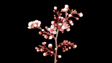 Kiraz ağacının dallarında beyaz çiçekler açarlar. Karanlık Arkaplan. Zaman Uygulaması.