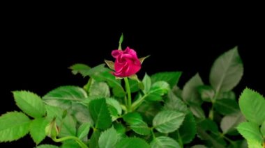 Siyah Arkaplanda Pembe Gül Çiçeği Açmanın Güzel Zaman Süreleri.