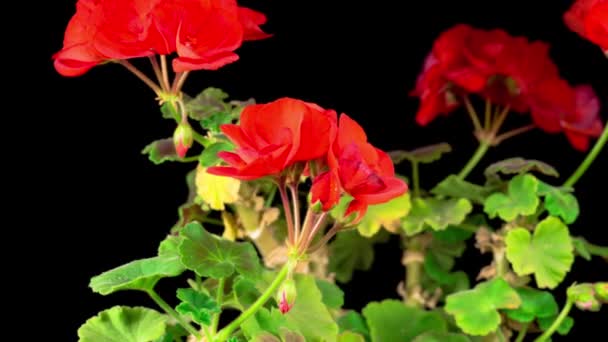 Hermoso Lapso Tiempo Florecimiento Geranio Rojo Fondo Negro — Vídeo de stock