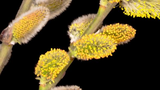 Time Lapse Spring Willow Opening Yellow Fluffy Buds Fond Noir — Video