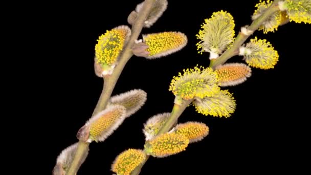 Time Lapse Spring Willow Otwarcie Żółte Puszyste Pąki Czarne Tło — Wideo stockowe