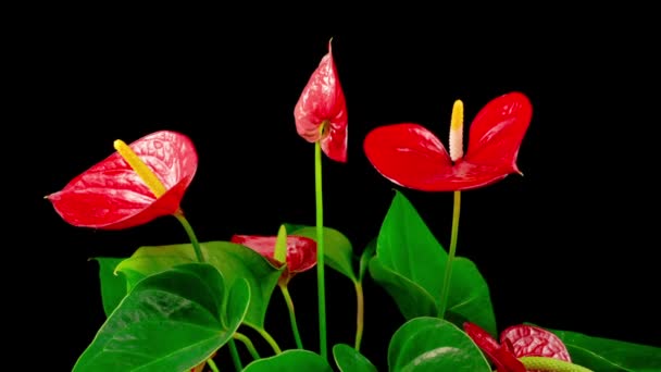 Hermoso Lapso Tiempo Apertura Flor Roja Anthurium Sobre Fondo Negro — Vídeo de stock