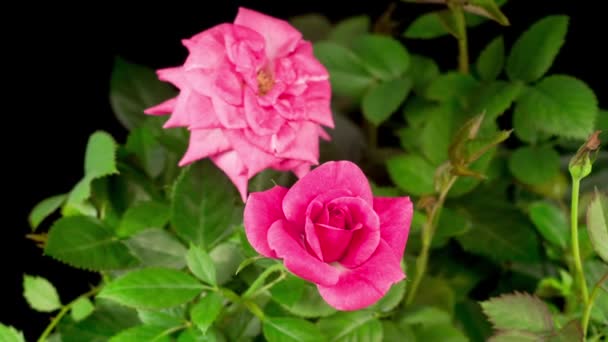 Beautiful Time Lapse Opening Purple Rose Flower Black Background — Stock Video