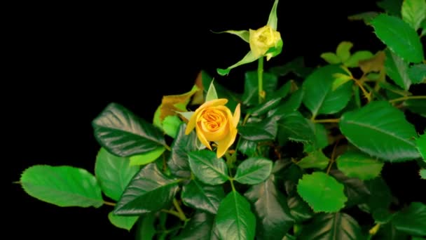 Время Раскрытия Цветка Желтой Розы Черном Фоне — стоковое видео