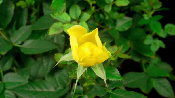 成長の美しい時間の経過と黒の背景に黄色のバラの花 — ストック動画