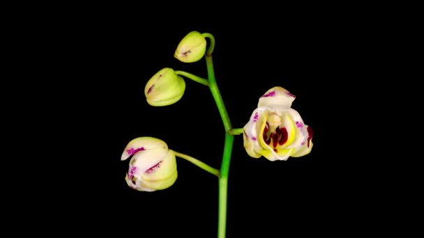 Blommande Vit Orkidé Phalaenopsis Blomma Svart Bakgrund Tidsförskjutning Negativt Utrymme — Stockvideo