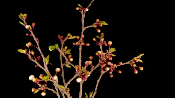 枝先に白い花を咲かせます 暗い背景 時間の経過 — ストック動画