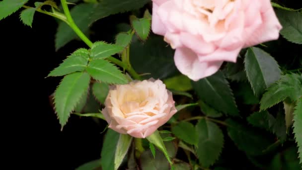 Beautiful Time Lapse Opening White Rose Flower Black Background — Stock Video