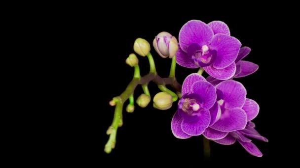 Blommande Lila Orkidé Phalaenopsis Blomma Svart Bakgrund Tidsförskjutning Negativt Utrymme — Stockvideo