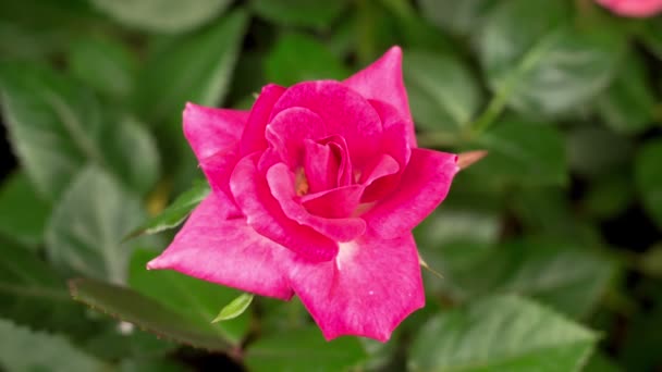Όμορφη Χρονική Συνήθεια Του Ανοίγματος Μοβ Τριαντάφυλλο Λουλούδι Μαύρο Φόντο — Αρχείο Βίντεο