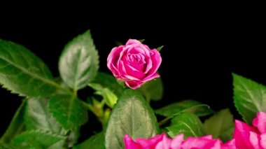 Siyah Arkaplanda Pembe Gül Çiçeği Açmanın Güzel Zaman Süreleri.