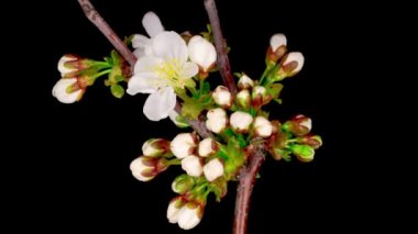Beyaz Çiçekler Kiraz Ağacı 'nda çiçek açıyor. Karanlık Arkaplan. Zaman Süreleri.