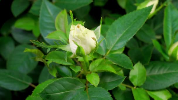 Hermoso Lapso Tiempo Crecimiento Flor Rosa Blanca Sobre Fondo Negro — Vídeo de stock