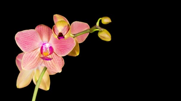 Flor Roja Floreciente Phalaenopsis Orquídea Sobre Fondo Negro Time Lapse — Vídeos de Stock