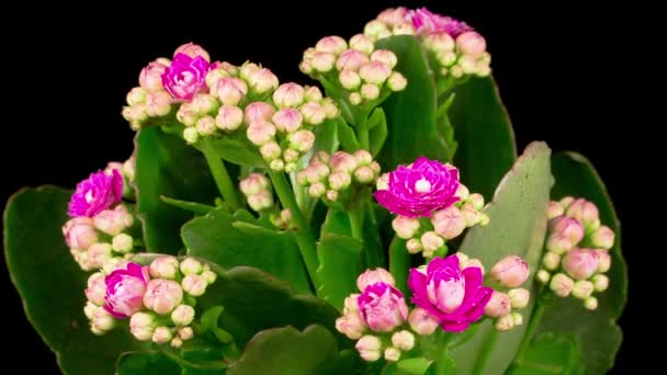 Hermoso Lapso Tiempo Apertura Flor Kalanchoe Rosa Sobre Fondo Negro — Vídeos de Stock