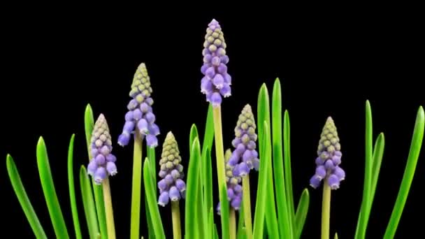 Пурпурный Виноград Hyacinth Muscari Цветы Цветут Время Покажет — стоковое видео