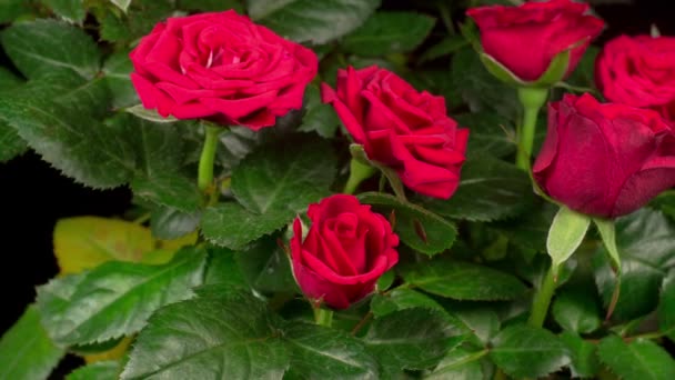 Hermoso Lapso Tiempo Apertura Flor Rosa Roja Sobre Fondo Negro — Vídeo de stock