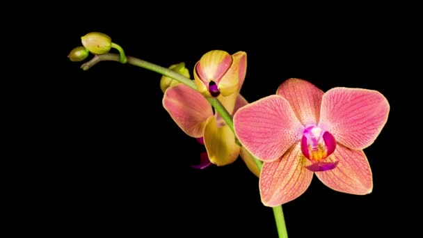 Flor Roja Floreciente Phalaenopsis Orquídea Sobre Fondo Negro Time Lapse — Vídeo de stock