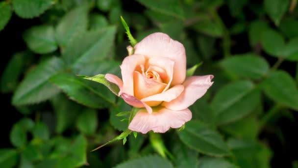 Mooie Tijd Verstrijken Van Het Openen Van Witte Roos Bloem — Stockvideo