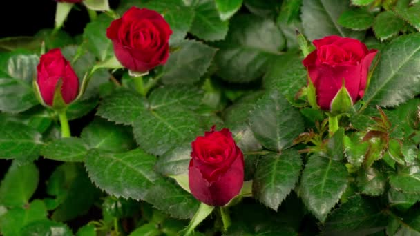 Hermoso Lapso Tiempo Apertura Flor Rosa Roja Sobre Fondo Negro — Vídeos de Stock