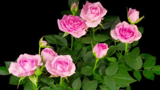 Mooie Tijd Verstrijken Van Groei Roze Roos Bloem Zwarte Achtergrond — Stockvideo