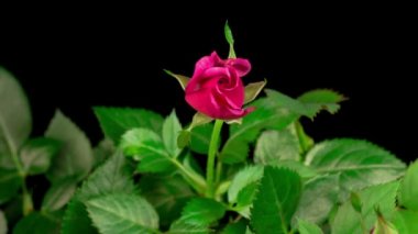 Siyah Arkaplanda Pembe Gül Çiçeği Açmanın Güzel Zaman Süreleri.