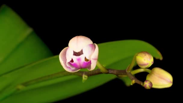 Flor Branca Florescendo Phalaenopsis Orchid Fundo Preto Tempo Caducidade — Vídeo de Stock