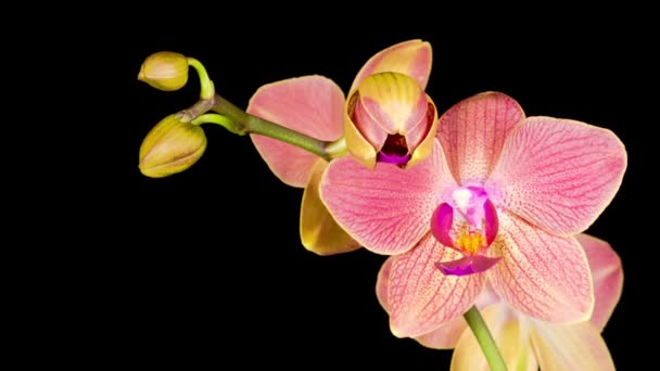 Blooming Red Orchid Phalaenopsis Flower Black Background Лапс Часу Негативний — стокове відео