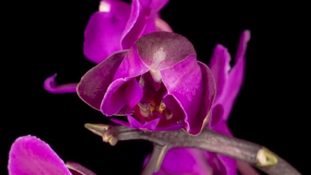 Flor Phalaenopsis Púrpura Floreciente Orquídea Sobre Fondo Negro Time Lapse — Vídeo de stock