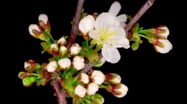 Beyaz Çiçekler Kiraz Ağacı 'nda çiçek açıyor. Karanlık Arkaplan. Zaman Uygulaması.