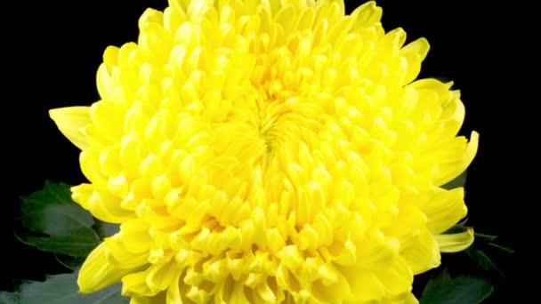 黒を背景に美しい黄色の菊の花が開く時間の経過 — ストック動画
