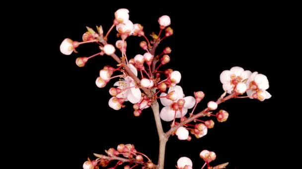 枝先に白い花を咲かせます 暗い背景 タイムラプス — ストック動画
